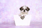 Shih Tzu Puppy in a box