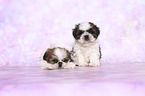 Shih Tzu Puppies