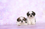 Shih Tzu Puppies