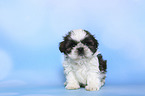 sitting Shih Tzu Puppy