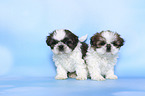 standing Shih Tzu Puppies