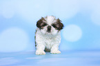 sitting Shih Tzu Puppy