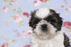 Shih Tzu Puppy portrait