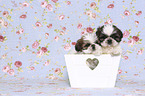 Shih Tzu Puppies in a box