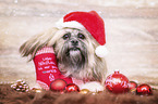 Shih Tzu with Christmas decoration