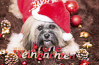 Shih Tzu with Christmas decoration