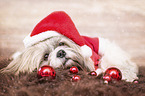 Shih Tzu with Christmas decoration