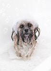 Shih Tzu in bathtub