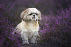 Shih Tzu in the heath
