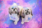 2 Shih Tzu