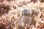 sitting Shih Tzu