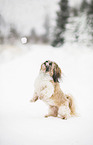 begging Shih Tzu