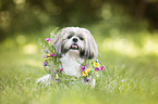 sitting Shih Tzu