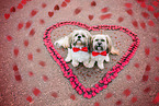 2 Shih Tzu