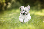 running Shih Tzu