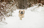 running Shih Tzu