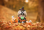 sitting Shih Tzu