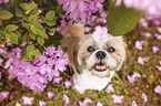 sitting Shih Tzu