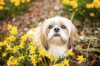 sitting Shih Tzu