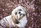 Shih Tzu in the summer