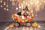 Shih Tzu at halloween