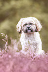 Shih Tzu in summer