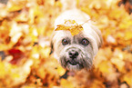 Shih Tzu in autumn