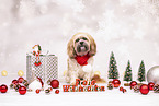 Shih Tzu with christmas decoration