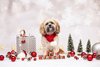 Shih Tzu with christmas decoration