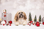 Shih Tzu with christmas decoration