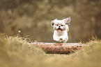 Shih Tzu in the summer