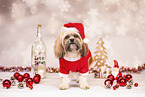 Shih Tzu with christmas decoration