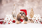 Shih Tzu with christmas decoration