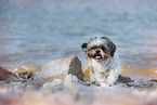 female Shih Tzu