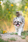 female Shih Tzu