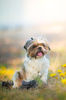 female Shih Tzu