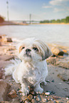 male Shih Tzu