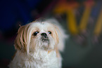 male Shih Tzu