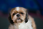 female Shih Tzu