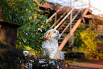 male Shih Tzu