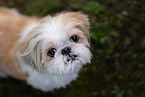 male Shih Tzu
