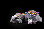 Shih Tzu in front of black background