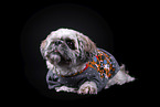 Shih Tzu in front of black background