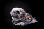 Shih Tzu in front of black background