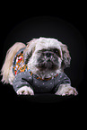 Shih Tzu in front of black background