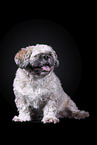 Shih Tzu in front of black background