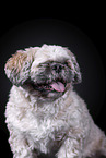 Shih Tzu in front of black background