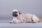 Shih Tzu in front of grey background