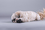 Shih Tzu in front of grey background