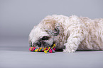 Shih Tzu in front of grey background
